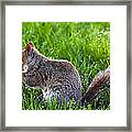 Eastern Gray Squirrel Framed Print
