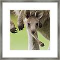 Eastern Grey Kangaroo Joey Peering Framed Print