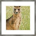 Eastern Grey Kangaroo Juvenile Mount Framed Print