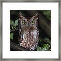Eastern Screech-owl Framed Print