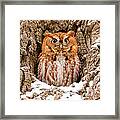 Eastern Screech Owl Framed Print