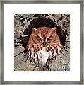 Eastern Screech Owl Framed Print