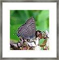 Eastern Tailed Blue Butterfly Framed Print