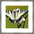 Eastern Tiger Swallowtail Butterfly Framed Print