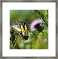 Eastern Tiger Swallowtail On Thistle Framed Print