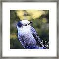 Eavesdropping Framed Print