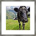 Ecuadorian Cow Framed Print