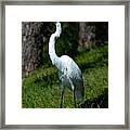 Egret - Full Length Framed Print