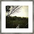 Egret At Sunset Framed Print
