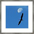 Egret Flight Framed Print