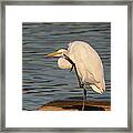 Egret Has A Thought Framed Print