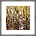 Egret In The Grass Framed Print