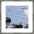 Egret Standing Perfectly Still Framed Print