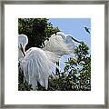 Egrets And The Hummingbird Framed Print