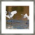 Egrets Playing Chase Framed Print