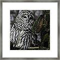Eight Hoots From The Pine Cone Perch Framed Print