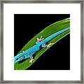 Electric Blue Day Gecko, Lygodactylus Framed Print