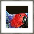Electric Eclectus Framed Print