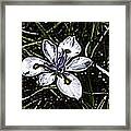 Electric Wild Iris Framed Print