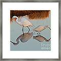 Elegant Big And Small Great White And Snowy Egrets Framed Print