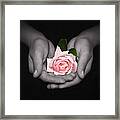 Elegant Pink Rose In Hands Framed Print