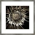 Elegant Sunflower Framed Print