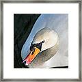 Elegant Swan Framed Print
