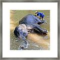 Elephant Bath Framed Print