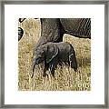Elephant Child Framed Print