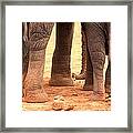 Elephant Family Framed Print