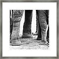 Elephant Feet Framed Print