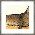 Elephant Seal Framed Print