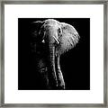 Elephant! Framed Print
