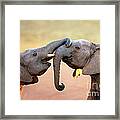 Elephants Touching Each Other Framed Print