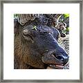 Elk Chuckle Framed Print