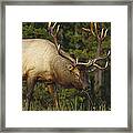 Elk Grazing North America Framed Print