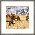 Elk Herd Colorado Foothills Plains Panorama Framed Print