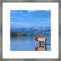 Elk In Jasper Lake Framed Print