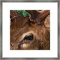 Elk In The Trees Framed Print