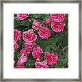 Elmshorn Rose Shrub Framed Print