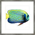 Emperor Angelfish Pomacanthus Imperator Framed Print