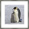 Emperor Penguin And Chick Snow Hill Isl Framed Print