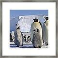 Emperor Penguins And Chick Antarctica Framed Print