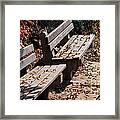 Empty Benches In Autumn Framed Print