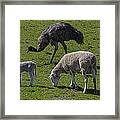 Emu And Sheep Framed Print