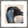 Emu Framed Print