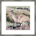 Emu (dromaius Novaehollandiae Framed Print