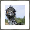 Emu Gaze Framed Print