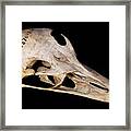 Emu Skull Framed Print