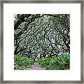 Enchanted Forest Framed Print